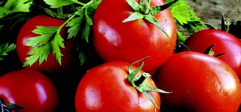 Goliath Early Hybrid Tomato Vffnt Seeds — Seeds N Such