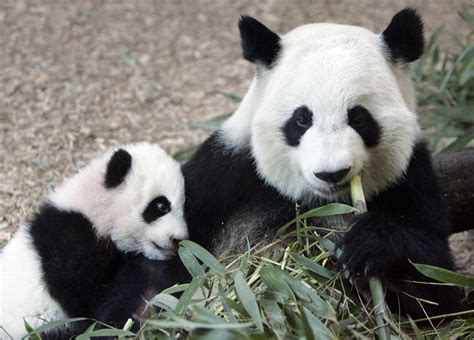 Zoo Atlanta Reveals Names Of Panda Cubs Wabe