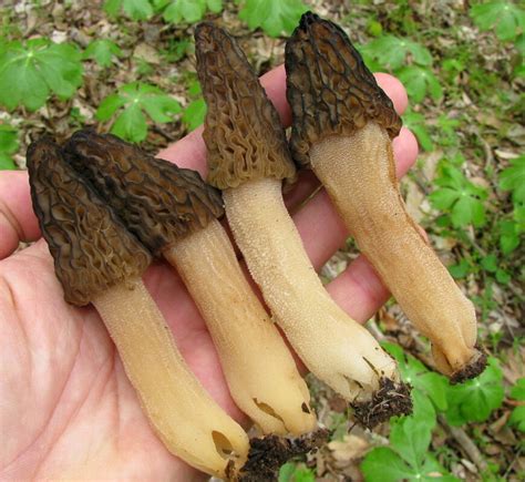 7 Common Edible Mushrooms In Missouri Foragingguru