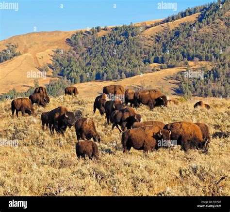 American Bison Buffalo Bison Bison Herd Of Buffalos Usa Wyoming