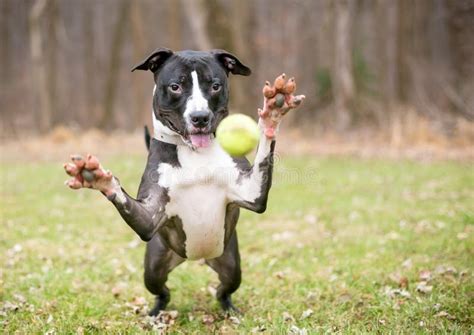 A Pit Bull Terrier Mixed Breed Dog Jumping To Catch A Ball Stock Photo