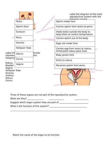 Reproductive Life Plan Worksheet