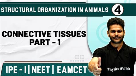 Structural Organization In Animals 4 Connective Tissues Part 1