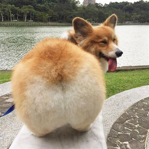 Worlds Greatest Gallery Of Corgi Butts Corgi Funny Really Cute Dogs