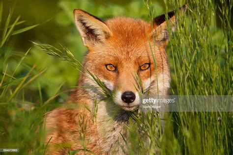 Red Fox Photo Getty Images