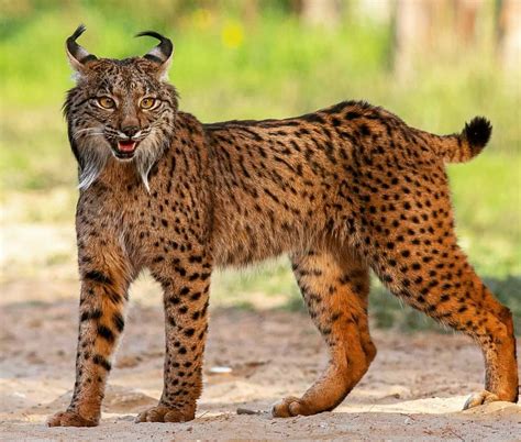 Wildlife Photography On Instagram A Wild Iberian Lynx 😻 📷 Amazing