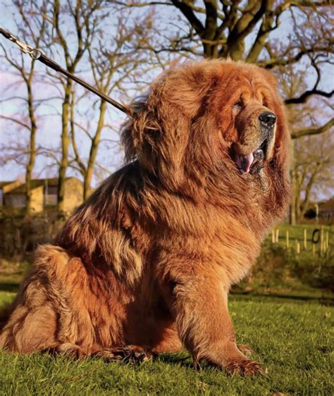 Tibetan Mastiff Price In India All Expenses Included Petsyfy