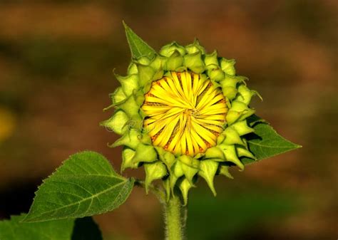Bud Stage Of Sunflower Plant Stock Image Image Of Helianthus