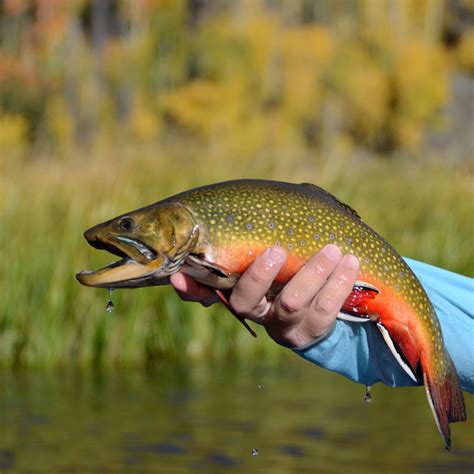 5 Habits Of Highly Effective Brook Trout Anglers Fly Fish Food Fly