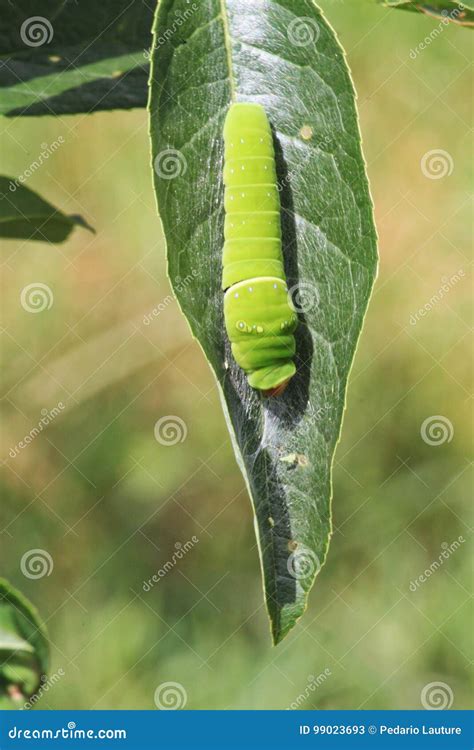 Fuzzy Black And Blue Caterpillar Stock Image Image Of Catipillar