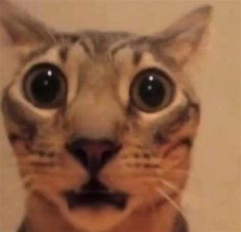 Shocked Reaction Of Cat Meme Template Archives Memes Templates