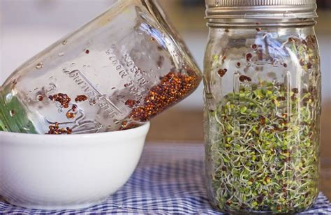 Organic Broccoli Sprouts Are Great On Salads And In Sandwiches And