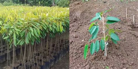 Tentang cara menanam berbagai tanaman tanpa upaya! Cara Menanam Durian Bawor Agar Cepat Berbuah | KampusTani.Com
