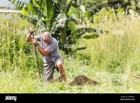 Elderly Man Digging Hole Outdoors Stock Photo Alamy