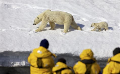 Take A Wildlife Safari In Svalbard Norway From Polar Bear Spotting To
