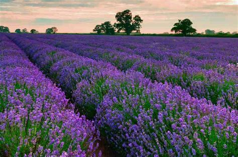 Shop floral supplies 125+ varieties, colors white to purple for your pinterest board 25 Types of Flowers to Plant for Summer | Summer Flowers