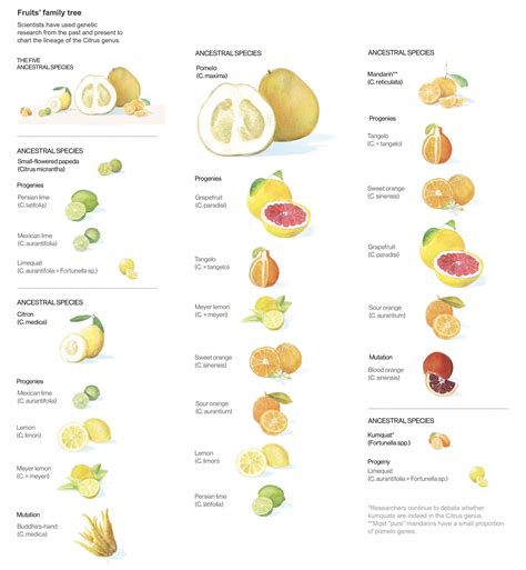 The Five Ancestral Species Of Citrus Fruits Papeda Citron Pomelo