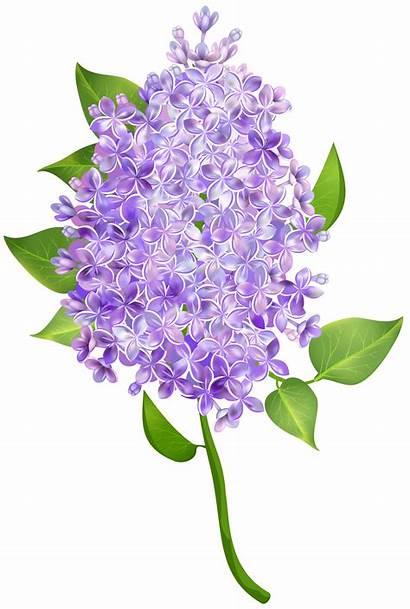 Lilac Transparent Flower Flowers Clipart Clip Yopriceville