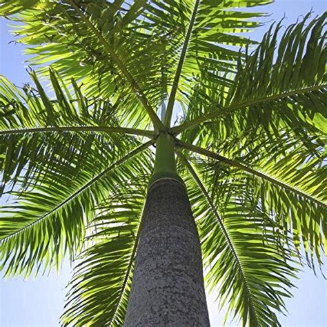 Growing Your Own Royal Palm Tree How To Plant And Care For Royal Palm