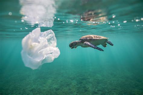 Sea Turtles And Plastic — See Turtles