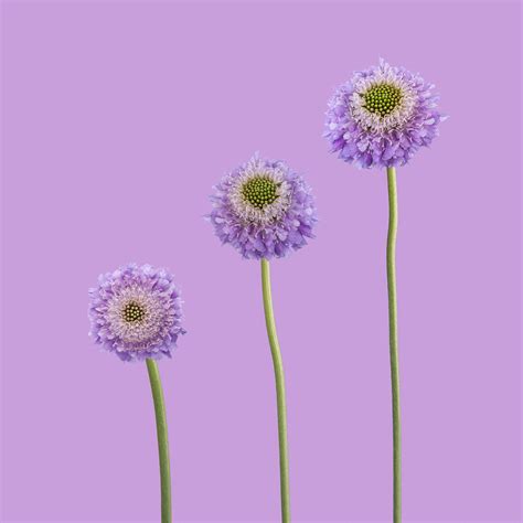 Lavender Scabiosa Sami Sacha Flowers