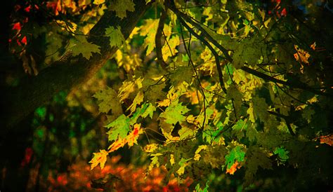 배경 화면 가을 나무 햇빛 자연 그림 물감 이파리 코네티컷 Hdr 4445x2572 1031808