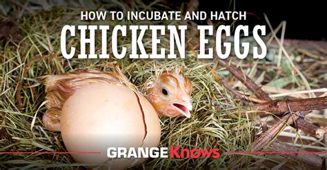 How To Incubate And Hatch Chicken Eggs Grange Co Op