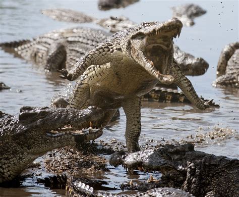 Critically Endangered Cuban Crocodile Jumping Scary Animals Reptiles