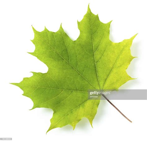 Maple Leaf High Res Stock Photo Getty Images