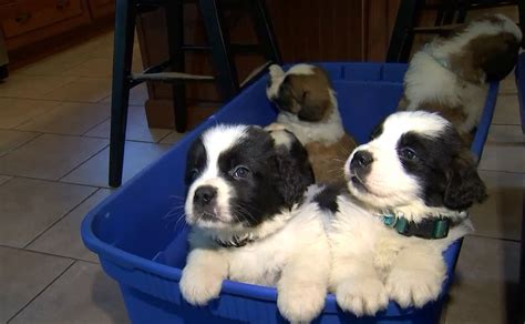 St. Bernard puppies surrendered in Massachusetts are now ready for adoption