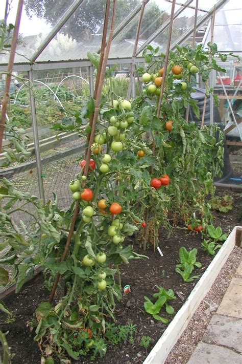 Best Tomatoes For Greenhouse Growing Allotment And Gardens