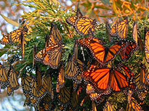 First Annual Monarch Butterfly Celebration Marks Beginning Of Migration