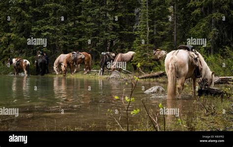 Horses Grazing And Drinking At A Pond On A Trail Ride Through The