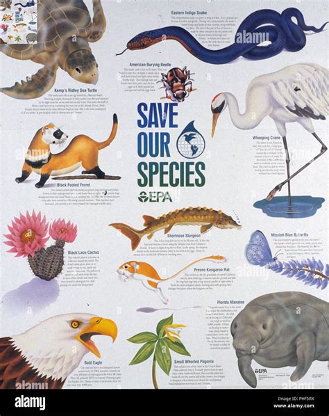 Epa Public Service Poster Encouraging Protecting Endangered Species