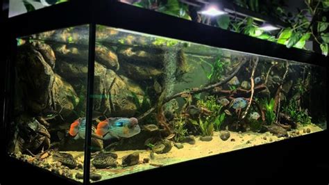 Beautiful South American Cichlids Tank World Largest Aquarium Cichlid