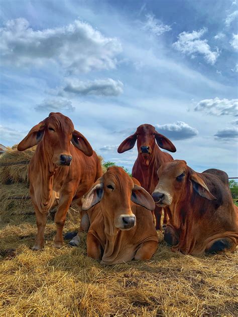 Why American Red Brahman Cattle Should Be In Your Herd Moreno Ranches