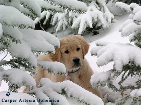 Cute Golden Retriever Puppies In Snow