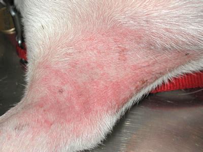 Dermatite Atopica del cane e del gatto | Dermalias