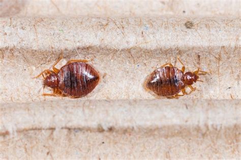 Call Pest Control 5 Warning Signs Of Bed Bugs Ec Cosmo Home