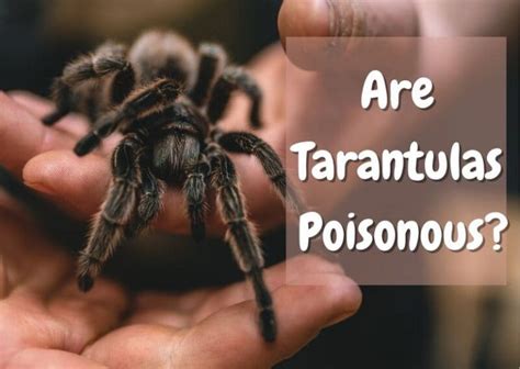 Are Tarantulas Poisonous Here Is What You Should Know The Pet Savvy