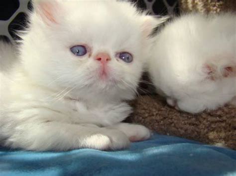 Browse siberian kittens for sale & cats for adoption. CFA Registered Extreme Face Cream Point Male Kitten ...