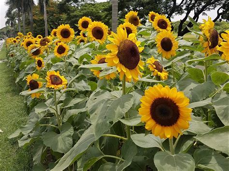 LOOK: Sunflowers are starting to bloom at UP Diliman for graduation ...