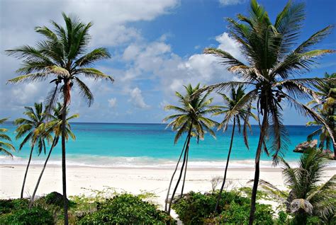 Palms On The Beach In Barbados Wallpapers And Images Wallpapers