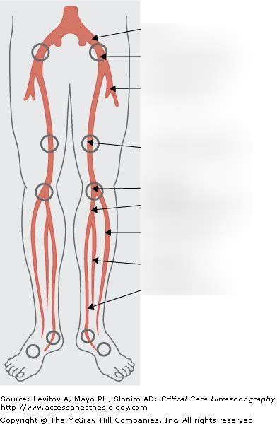 Lower Extremity Arteries Diagram Quizlet