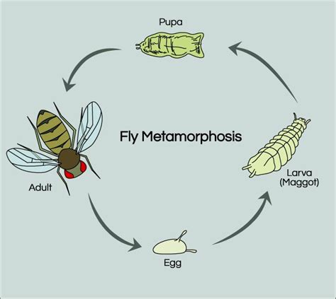 Fruit Fly Life Cycle Science Project Education Com Life Cycle Science Project Life Cycles