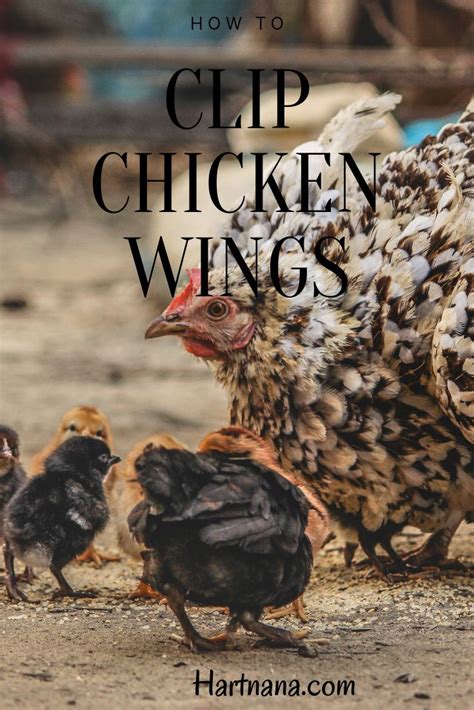 Beginners Guide To Raising Chickens Everything You Need To Know Raising Chickens Raising