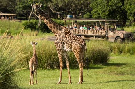 Cute Alert Baby Masai Giraffe Appears On Kilimanjaro Safaris For The