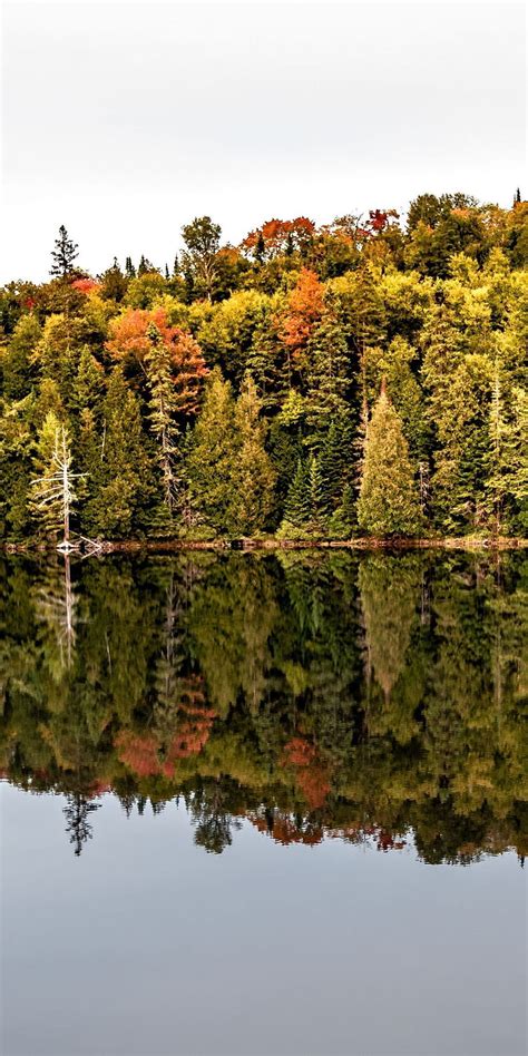 Canada Lake Autumn Tree Reflections Nature 1080x2160 Reflections