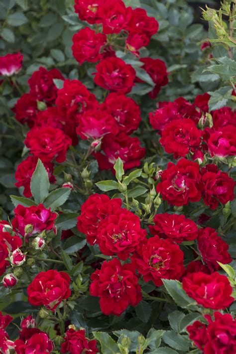 Red Drift Groundcover Rose Monrovia Red Drift