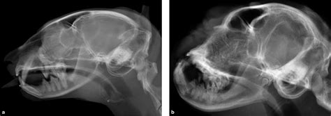Brachycephalic Feline Noses Ct And Anatomical Study Of The
